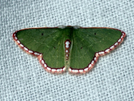 píďalka (Lepidoptera: Geometridae; Francouzská Guyana)